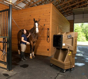 heat stress horses stables how to keep cool