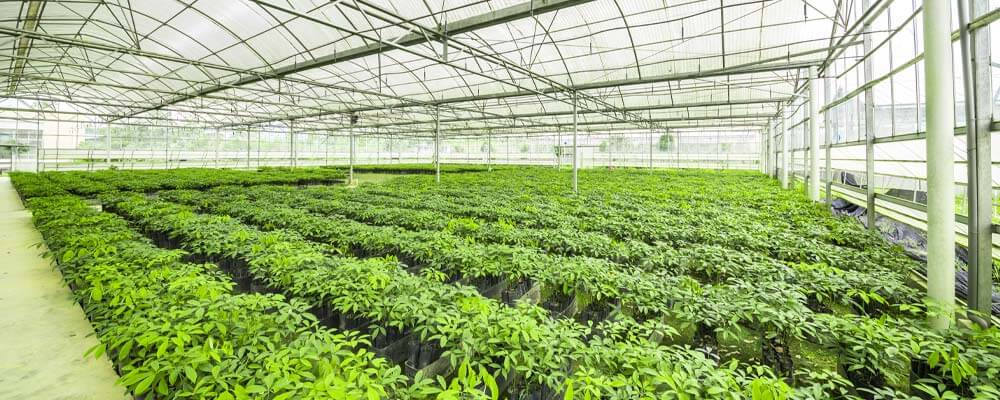 Blog-Greenhouse-Misting-System-Hero