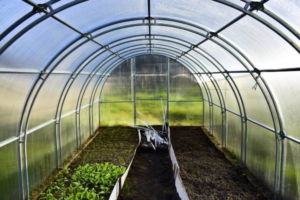 Image of a greenhouse after it has been harvested