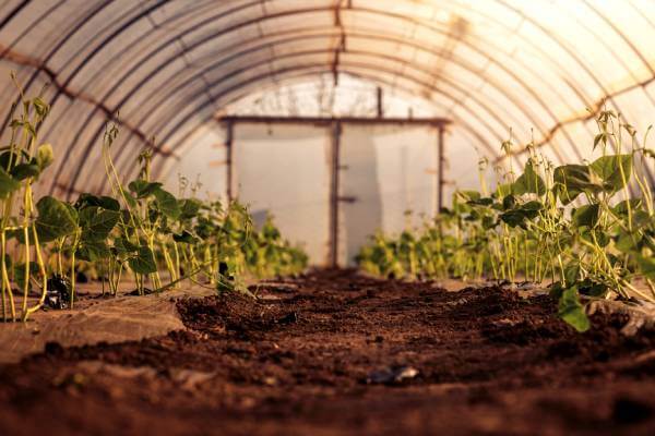 Image of a greenhouse with young growing plants