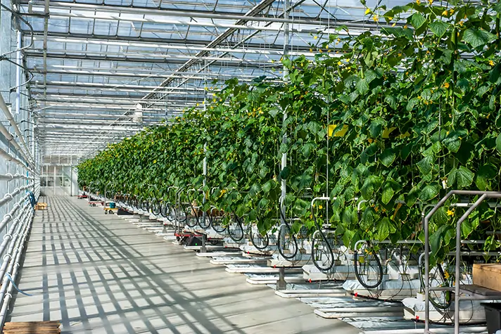 Commercial greenhouse misting systems from Advanced Misting Systems