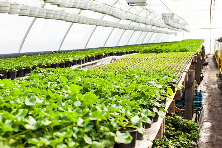 Interior of greenhouse